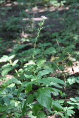 Cicerbita prenanthoides