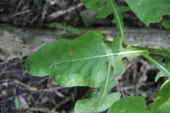 Cicerbita prenanthoides