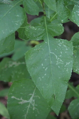 Cicerbita prenanthoides