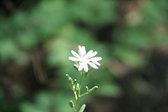 Cicerbita prenanthoides