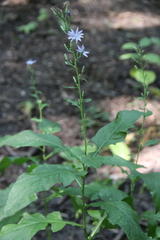 Cicerbita prenanthoides