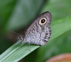 Ypthima horsfieldii humei