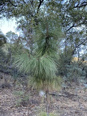 Pinus engelmannii