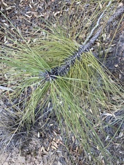 Pinus engelmannii