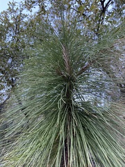 Pinus engelmannii