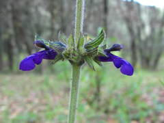Salvia nana