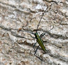 Chloridolum thomsoni