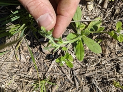 Lithospermum matamorense