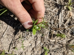Lithospermum matamorense