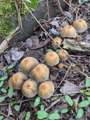 Coprinellus
