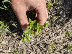 Lithospermum matamorense