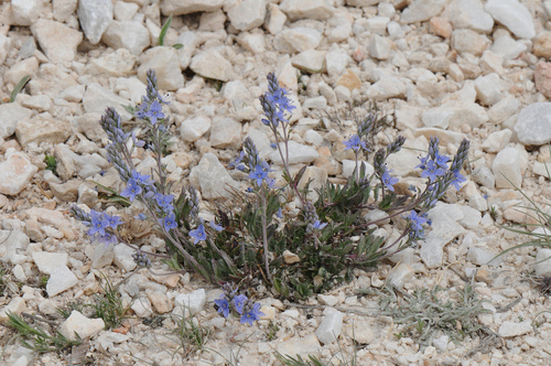 Vahl's speedwell (Veronica kindlii)