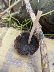 Coprinellus