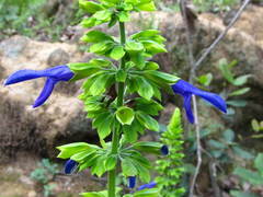 Salvia nana