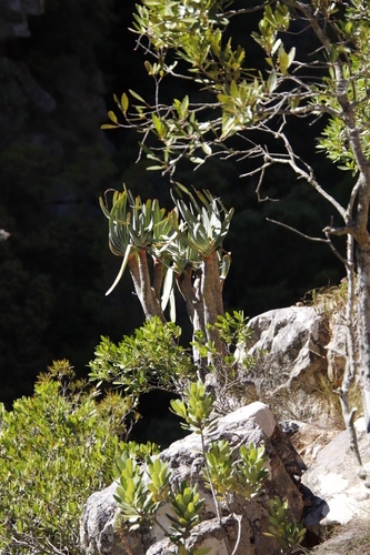 Kumara plicatilis