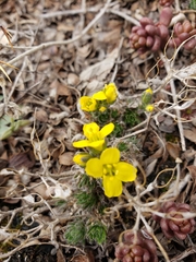 Draba aizoides