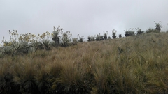 Espeletia grandiflora