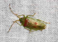 Eupolemus virescens