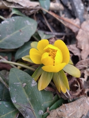 Eranthis