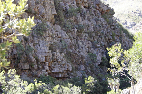 Kumara plicatilis