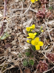 Draba aizoides