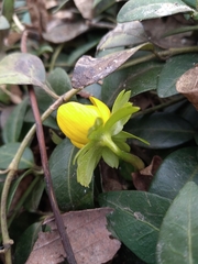 Eranthis
