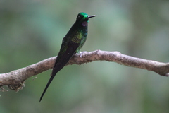 Heliodoxa imperatrix