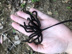 Cecropia schreberiana