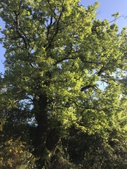 Quercus faginea