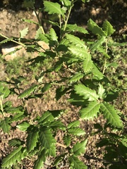 Quercus faginea