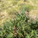 Santolina rosmarinifolia - Photo (c) AnaCollados,  זכויות יוצרים חלקיות (CC BY-NC), הועלה על ידי AnaCollados