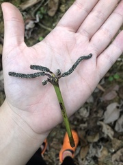 Cecropia schreberiana