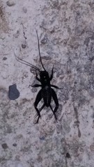 Orthoptera