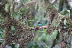 Tangara labradorides