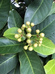 Syzygium samarangense