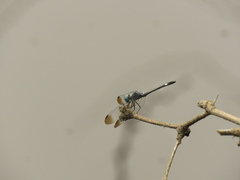 Micrathyria aequalis