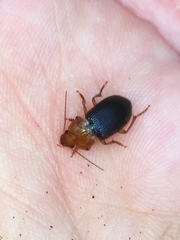 Amphasia interstitialis