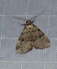 Dyspyralis illocata