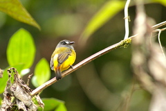 Myiotriccus ornatus