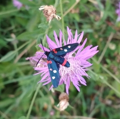 Zygaena ephialtes