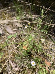 Chaetopappa bellidifolia