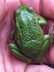 Gastrotheca pseustes