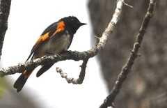 Setophaga ruticilla image