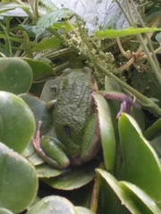 Gastrotheca pseustes