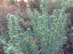 Lavandula stoechas