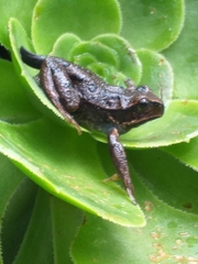 Gastrotheca