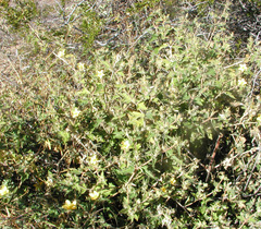 Mentzelia adhaerens