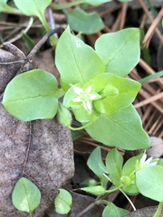 Stellaria alsine