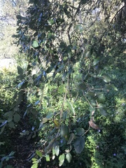 Quercus suber