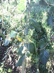 Quercus suber